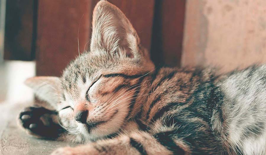 seguro-de-mascotas-2